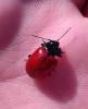 Chrysolina lucida